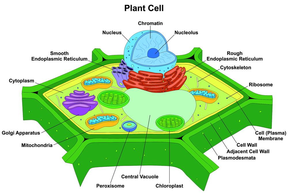 Cellular Agriculture - Southeast AgNET