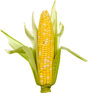 gcga-georgia-corn-growers-assoc-corncob