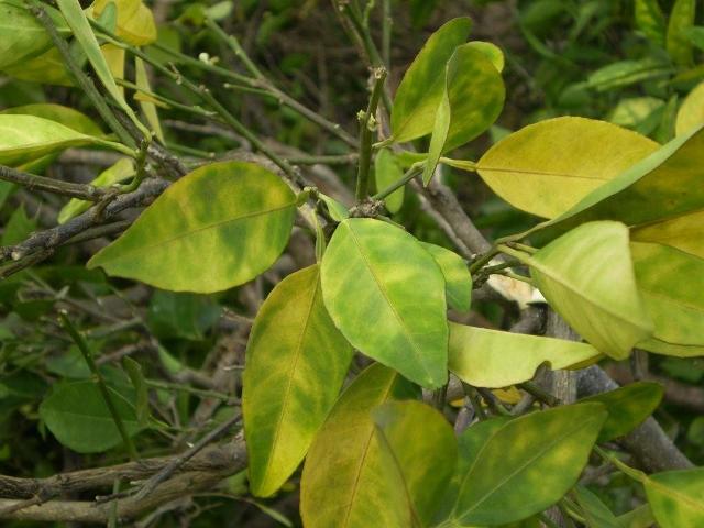 The Continued Battle To Beat Citrus Greening - Southeast AgNET