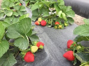 national strawberry