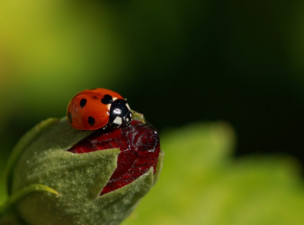 How to Encourage More Ladybugs into Your Garden