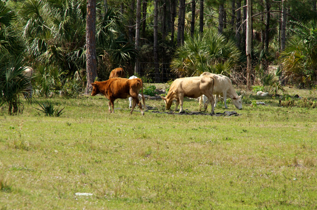 Florida family farm