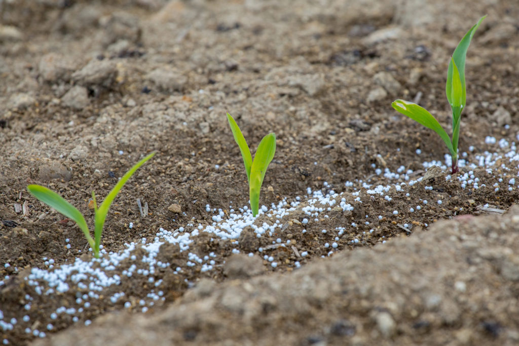 fertilizer projects