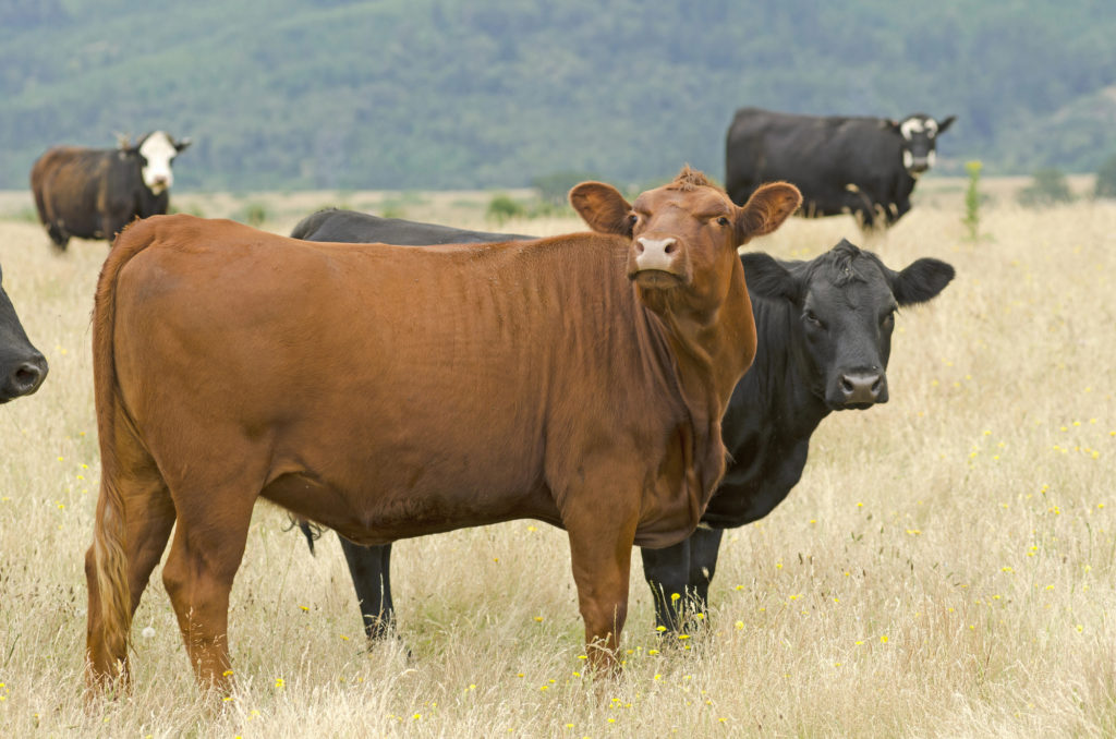 weekly livestock market