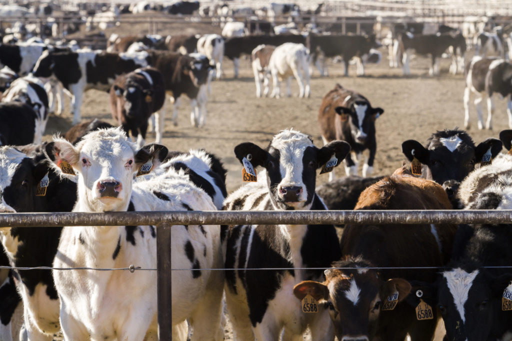 cattle on feed report