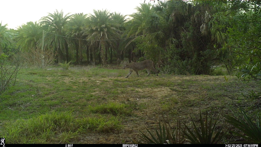 Florida panther