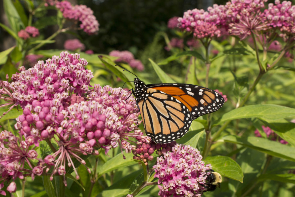 pollinator garden