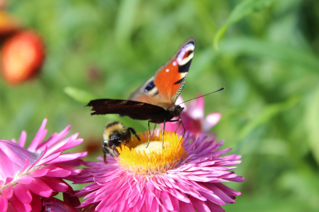 National Pollinator Week