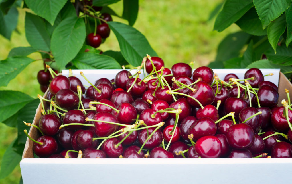 Cherry production in Michigan keeps national totals high