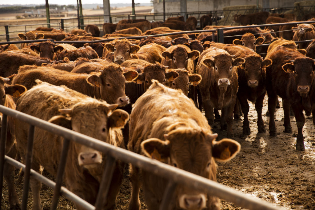 Cattle on Feed