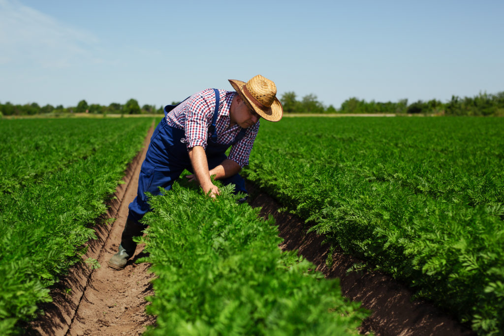 specialty crop