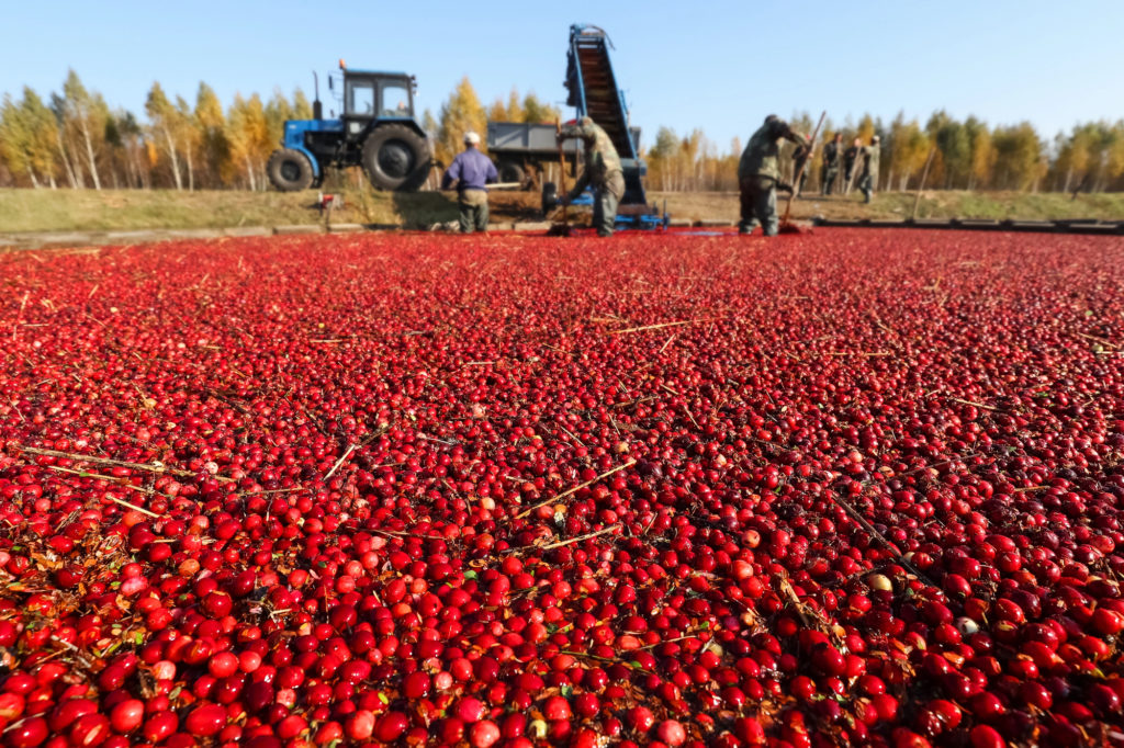 harvest
