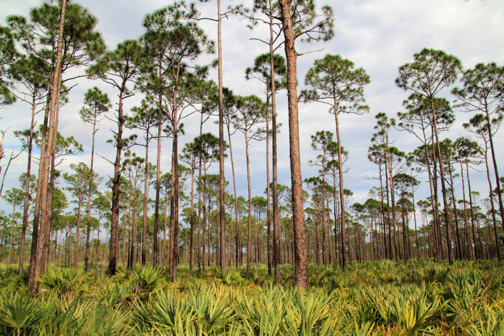 Florida family farm