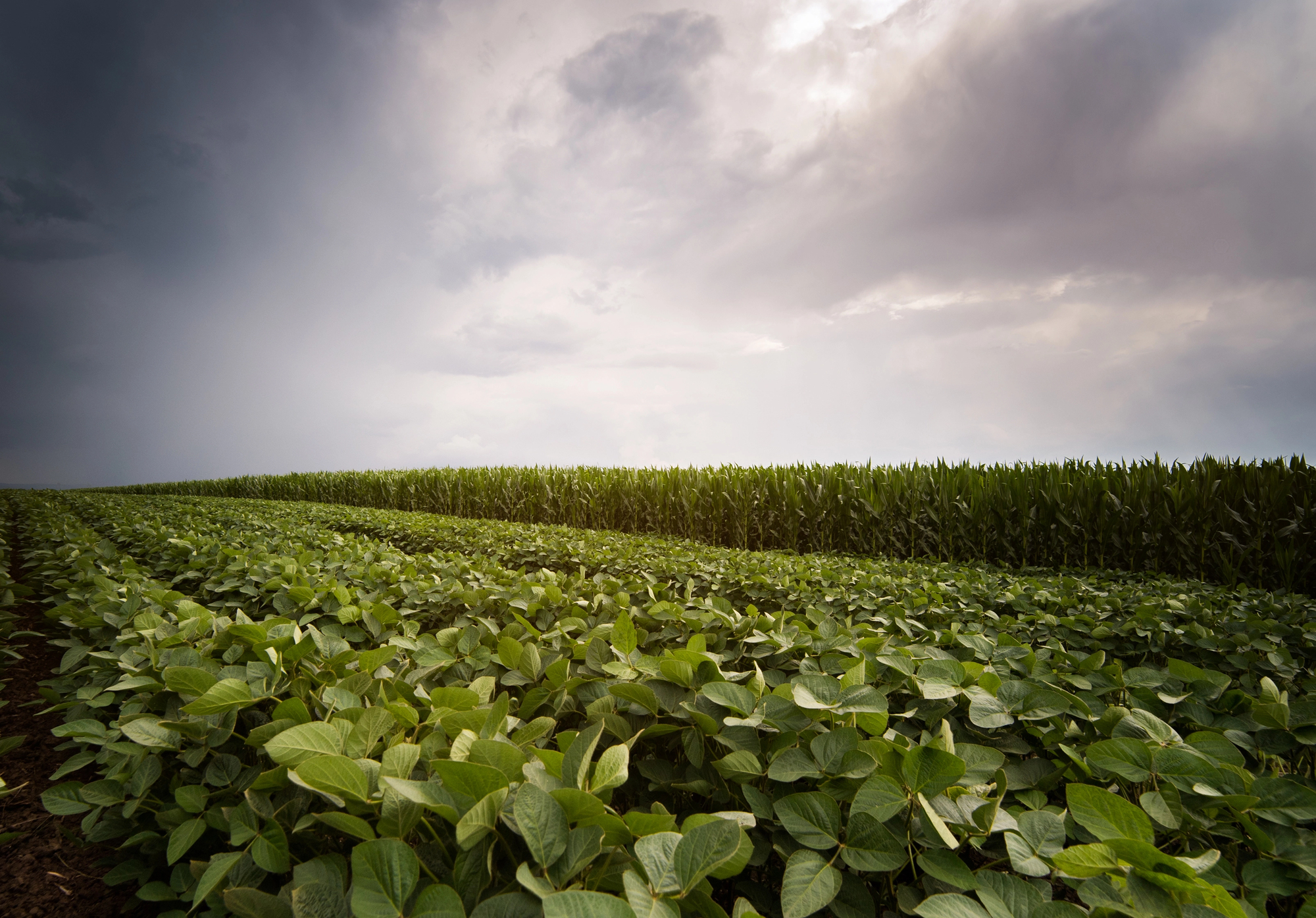 USDA Shares Corn and Soybean Crop Progress - Southeast AgNET