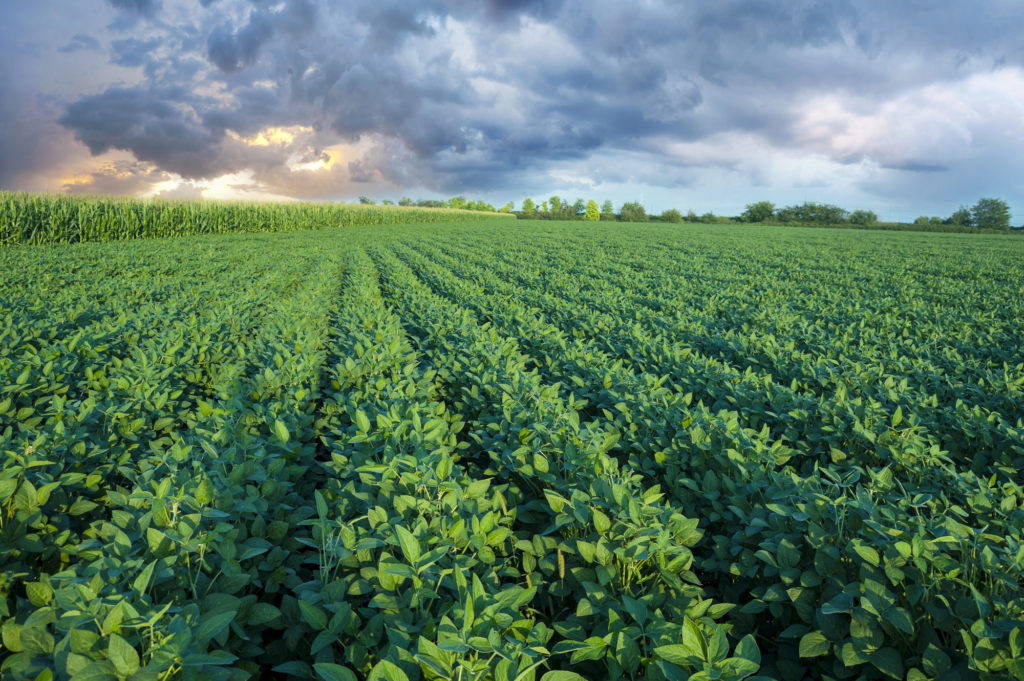 Как цветет соя на полях фото Big Crops Get Bigger - Commodities - Southeast AgNET