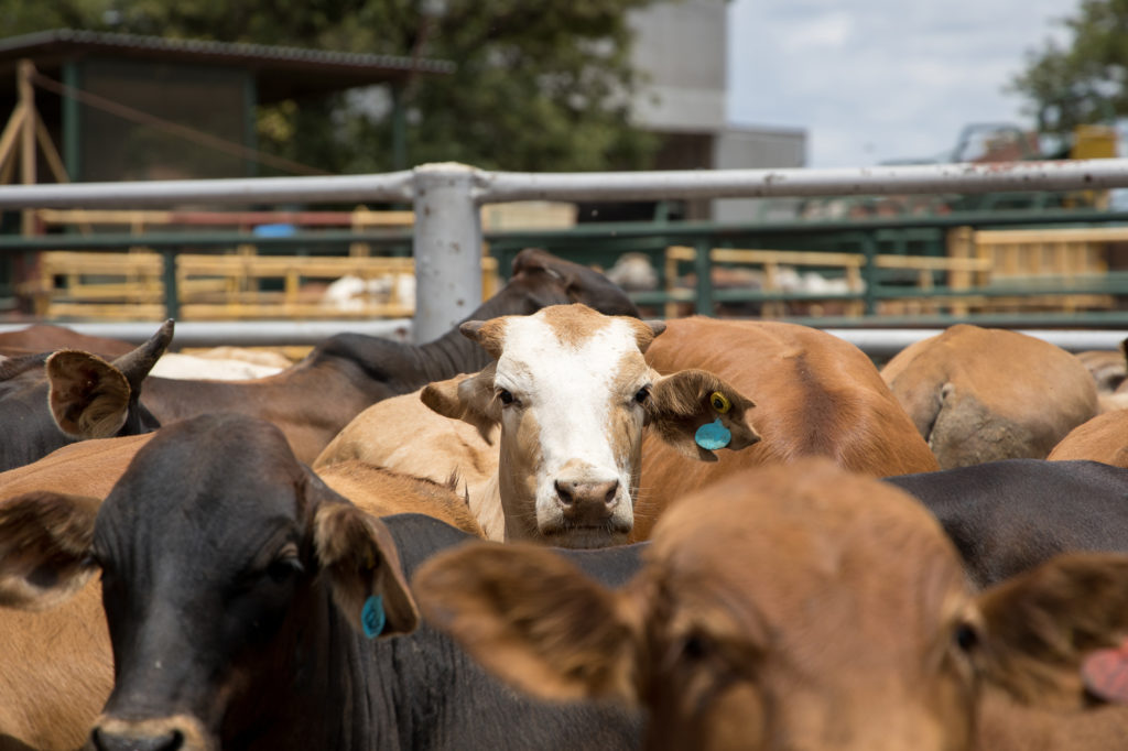 cattle feedlots