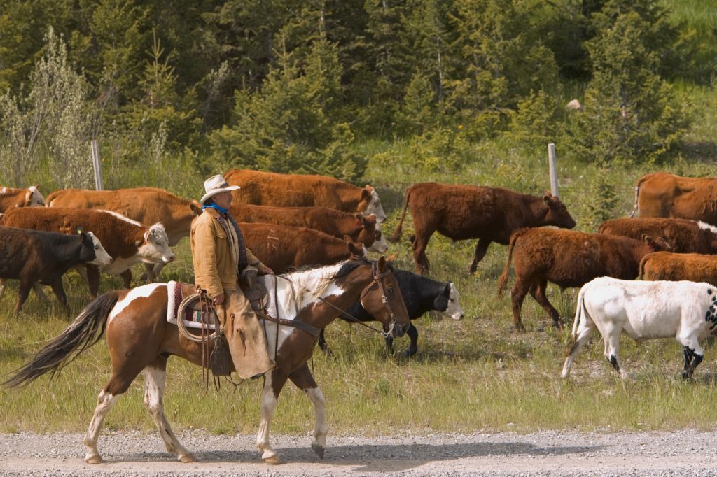 President Trump Signs Pro-Rancher Executive Orders
