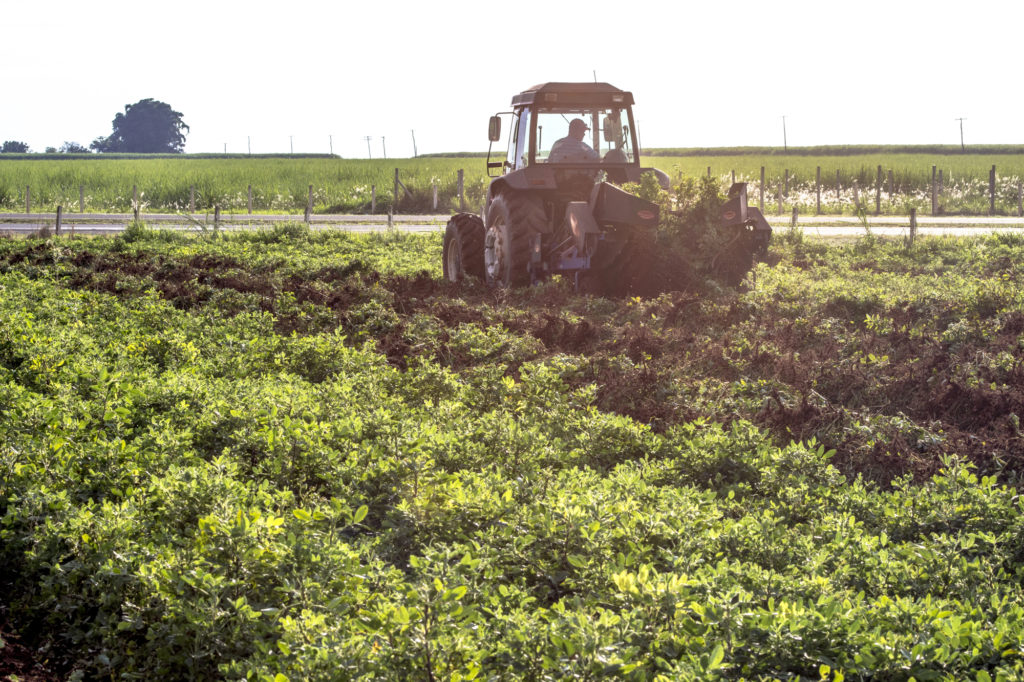 Peanut Crop Estimate Changed