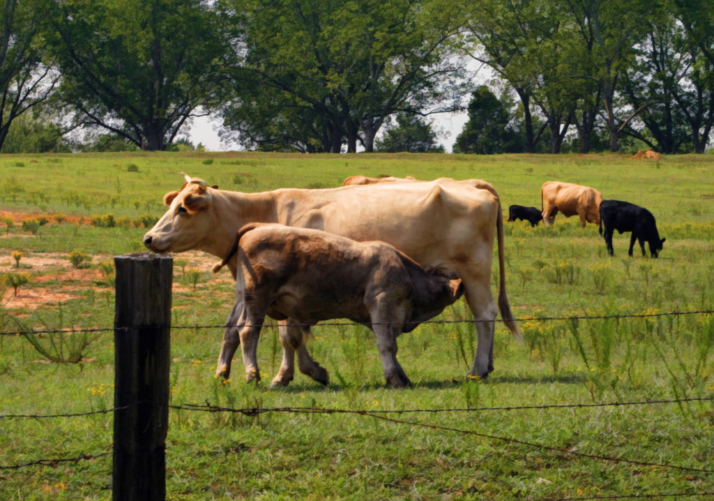 New October Beef Month Promotion in Alabama - Southeast AgNET