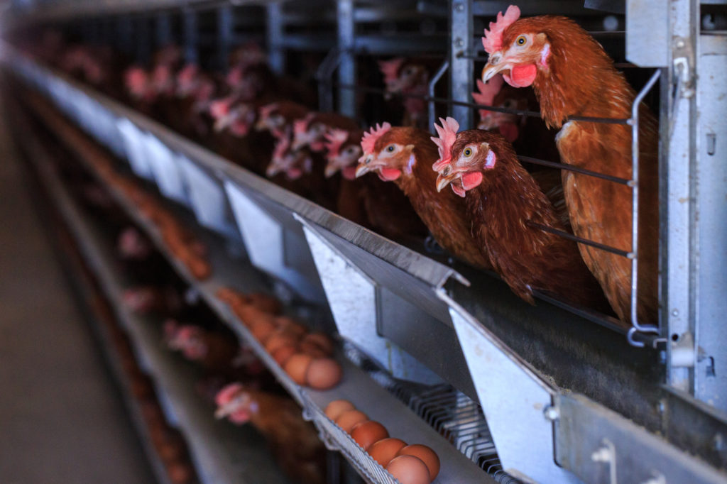 Poultry Industry’s Economic Impact Revealed in New Study - Southeast AgNET