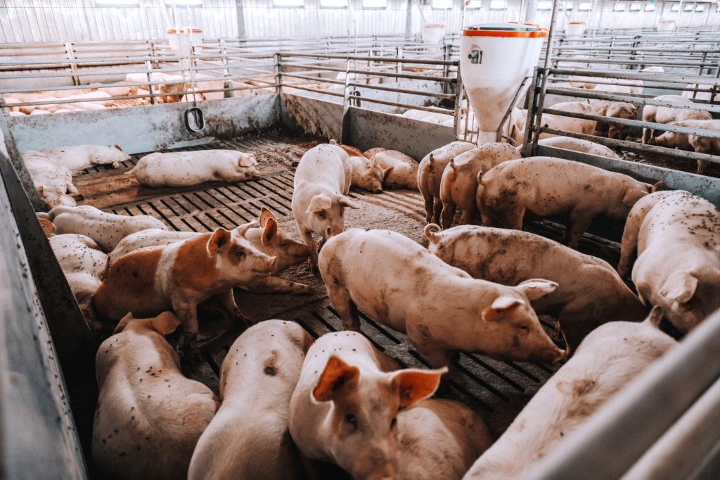 Pork Organizations Join Forces
