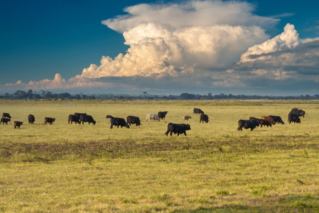 Sec. Rollins Releases letter on June Grazing Directive