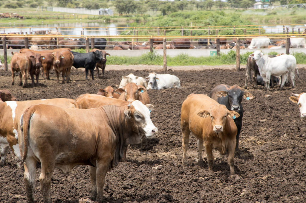 U.S. Cattle on Feed Down One Percent - Cattle Southeast AgNET