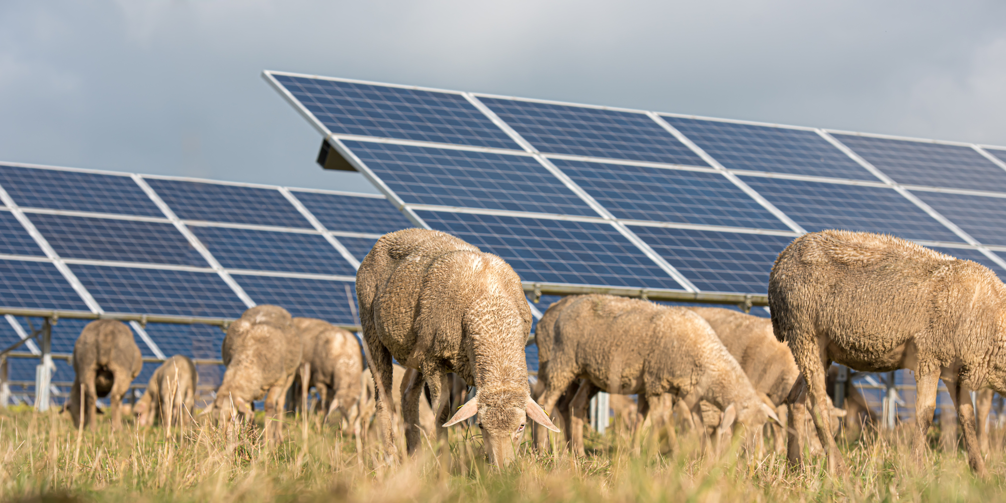Using Solar Grazing in the Sheep Industry - Southeast AgNET