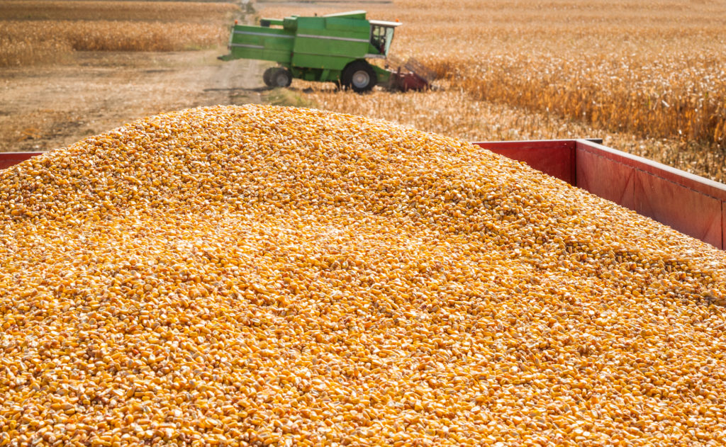 Projected Corn Yields
