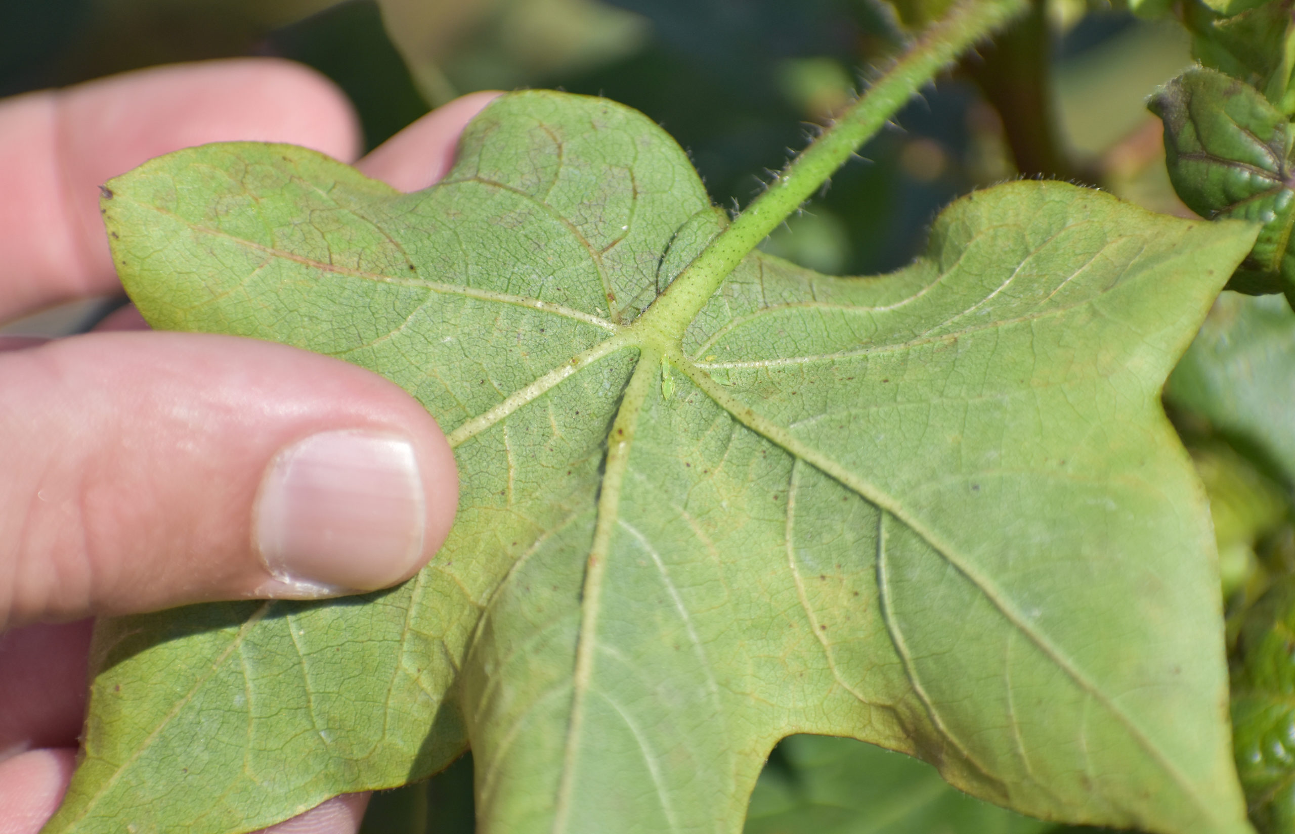 Final Stretch of Season: UGA Entomologist Cautions Cotton Growers Against Jassid