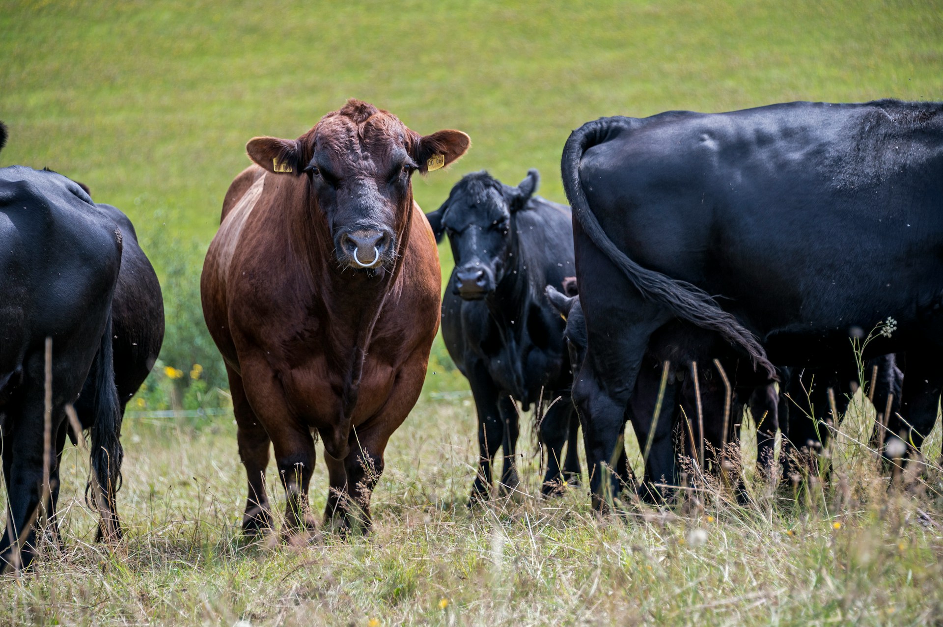 Estimates of Beef Cattle Prices for Remainder of Year