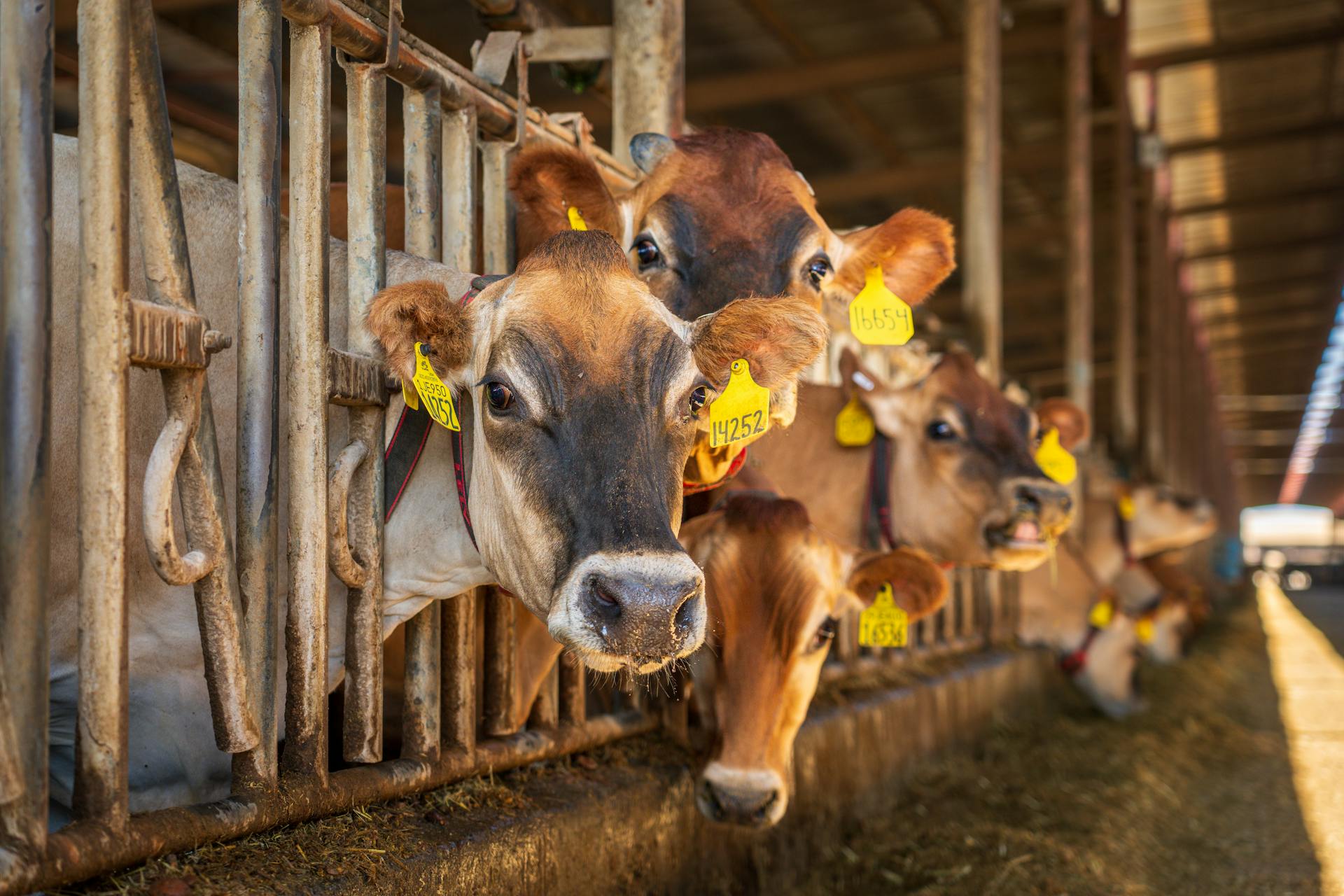January and February Feeder Cattle Market Advancing - Beef Southeast AgNET