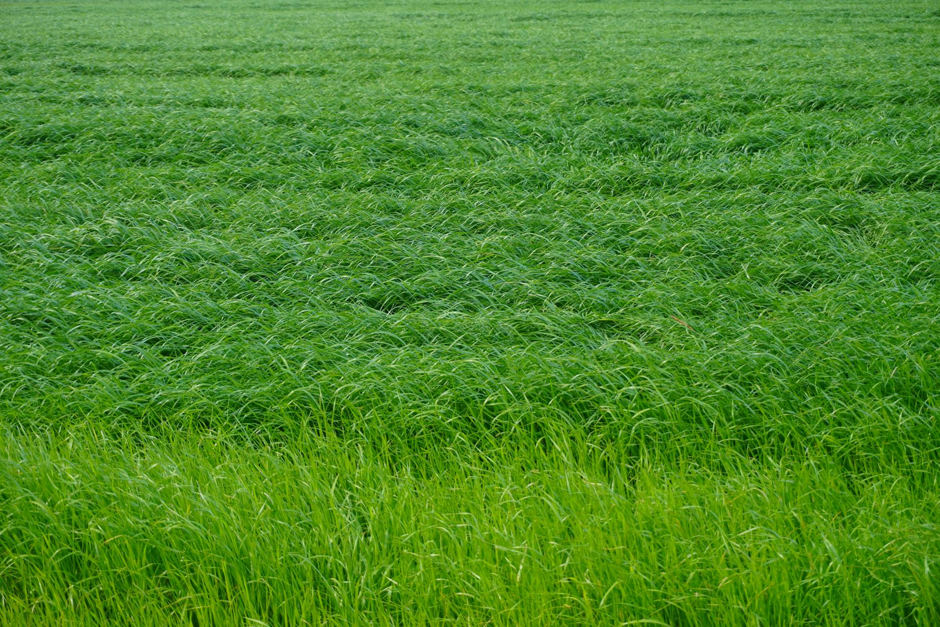 Reasons You Should Consider Cover Crops