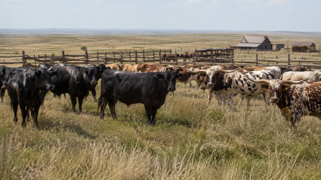 George Grant and the Four Bulls That Started Angus in America