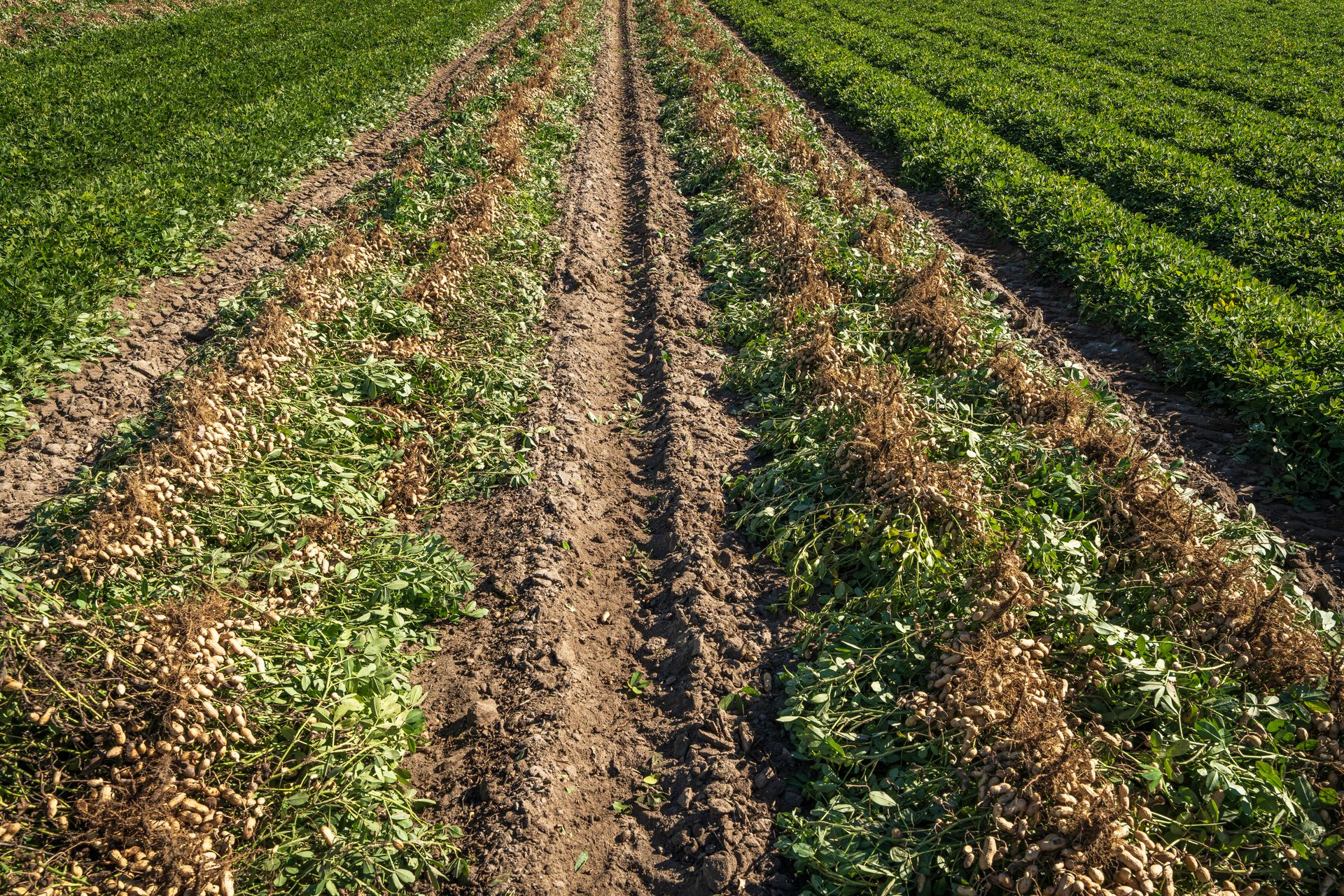 Peanut Farmers Report Crop Numbers