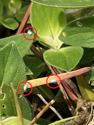 First Confirmed Detection of Pasture Mealybug in Georgia - Southeast AgNET