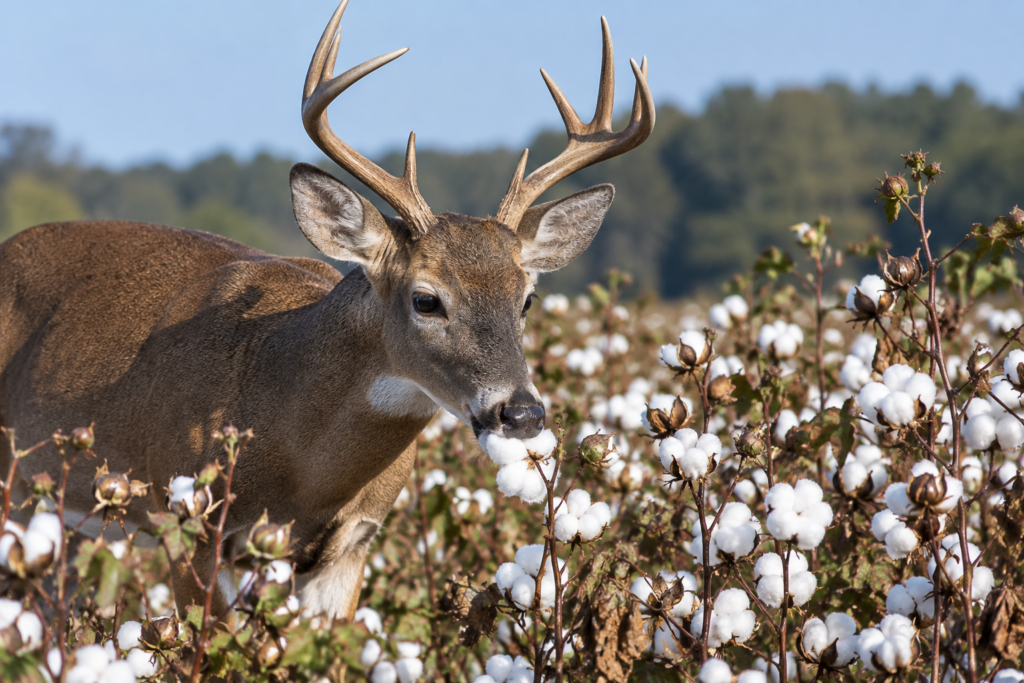 UGA Extension Cotton Agronomist Highlights Deer Research During Field Day