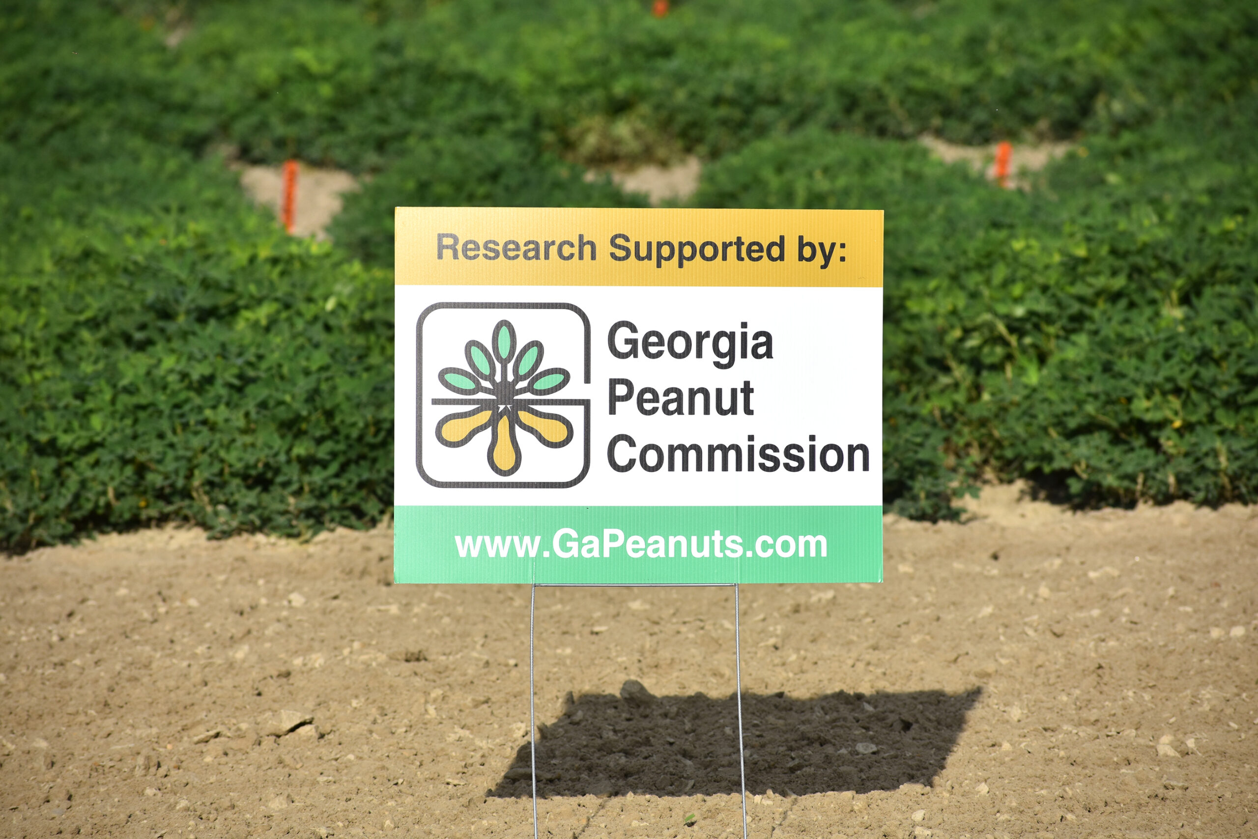 Cotton and Peanut Research Field Day Informs Georgia Growers On UGA Tifton Campus