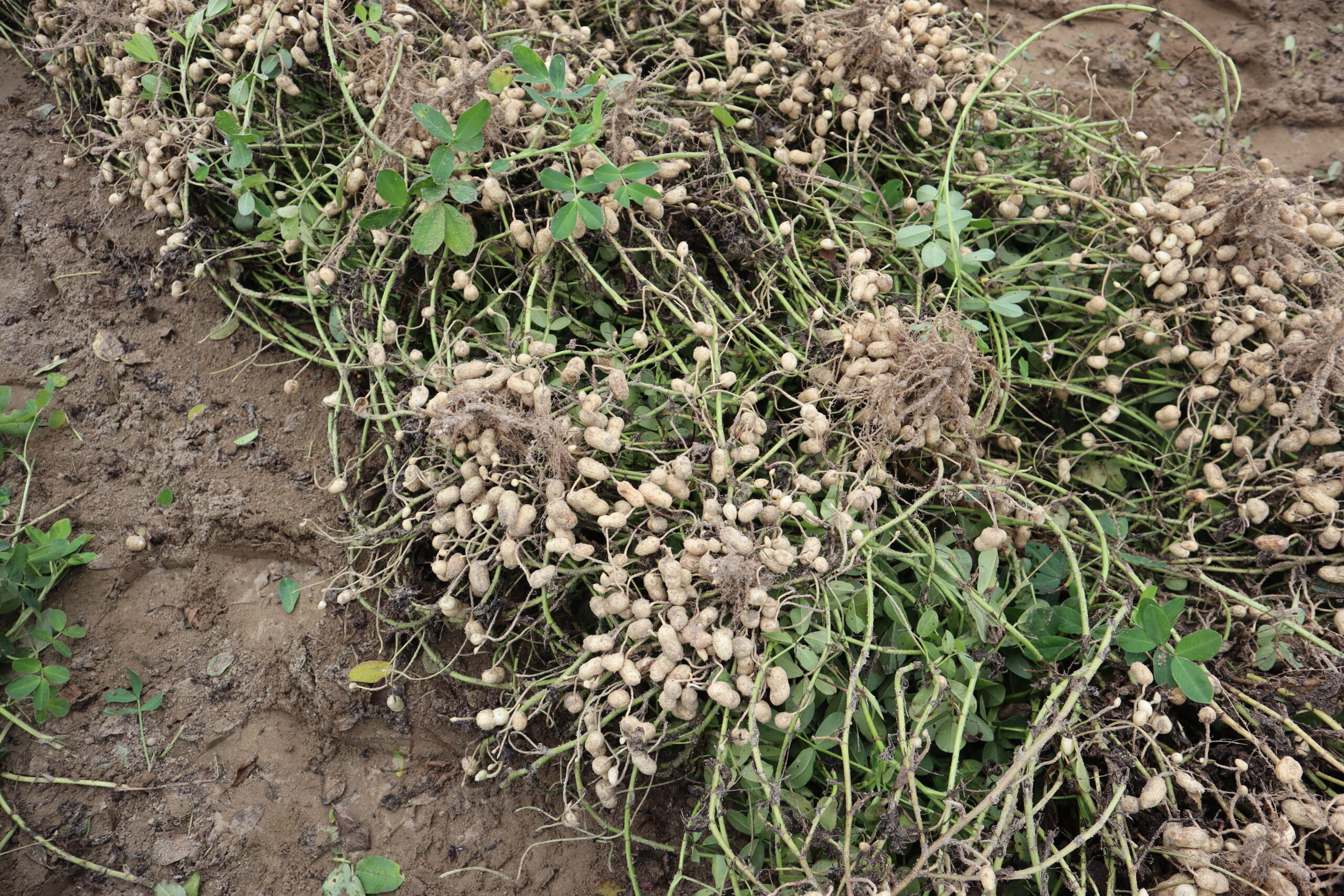 Georgia Peanut Tour Highlights Crop’s Future