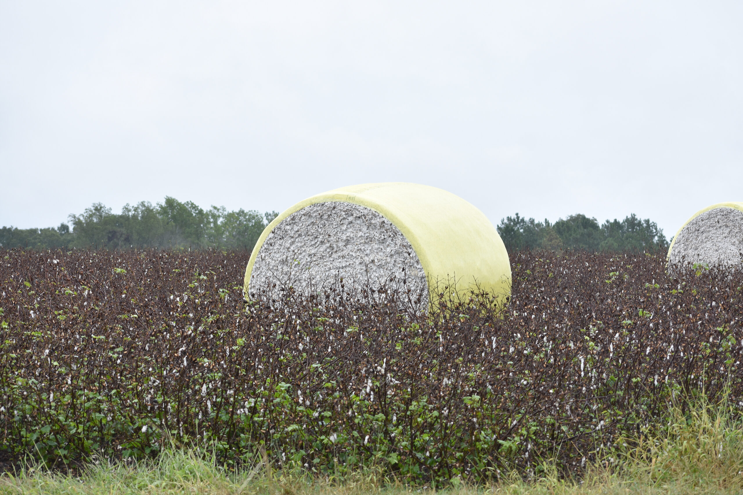 Isaias Aftermath: Cotton Quality Impacted by Second Rainy Weekend