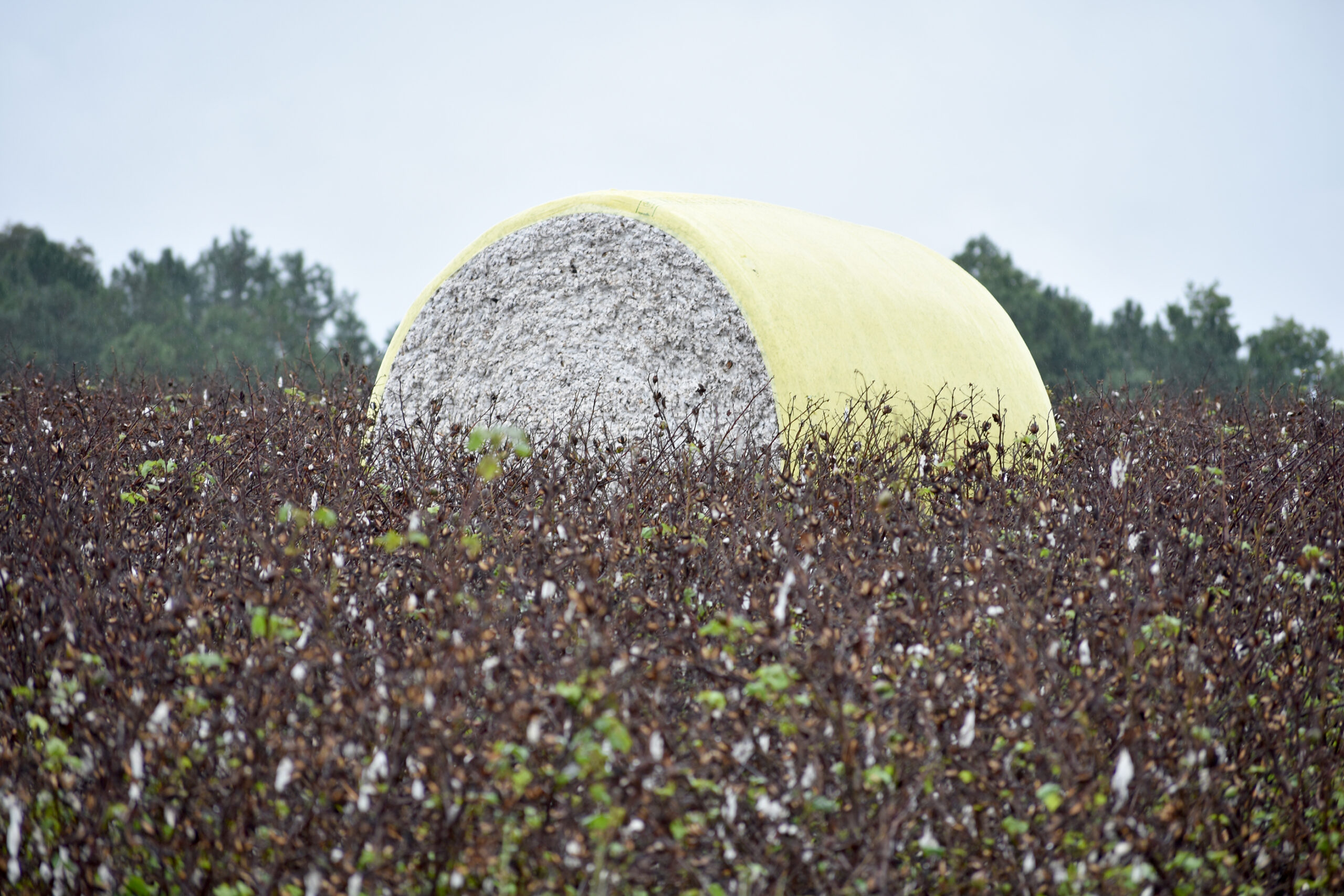 Cotton Harvests Stalled Amid Increased Rains